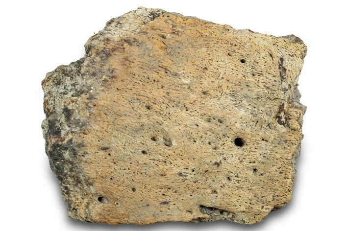 Dinosaur (Triceratops) Frill Shield Section - Montana #263695